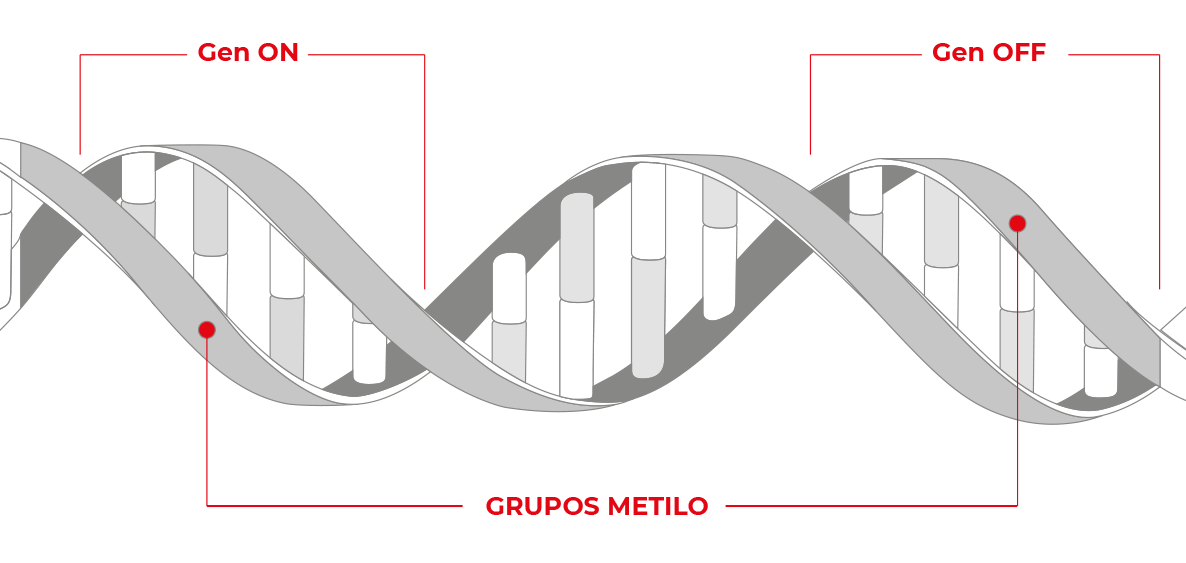 Secuencia ADN - Epigenética