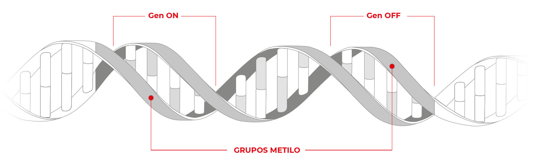 Secuencia ADN - Epigenética